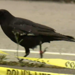 Le corbeau vole une arme sur une scène de crime