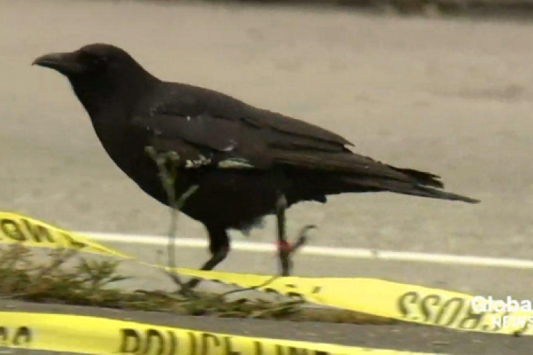 Le corbeau vole une arme sur une scène de crime