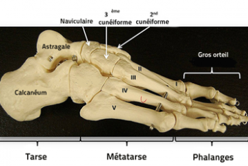IDENTIFICATION : C&rsquo;EST LE PIED
