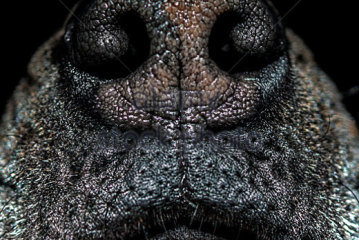 L’odorologie validée scientifiquement