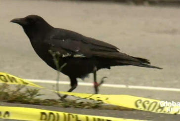 Le corbeau vole une arme sur une scène de crime